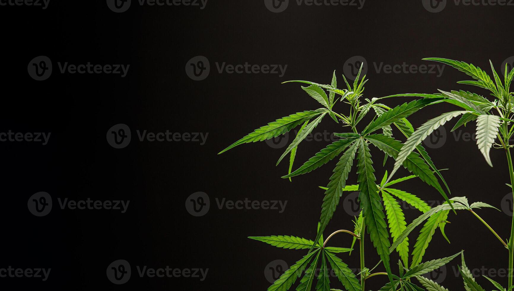 Cannabis plant against a black background. Texture marijuana leaves photo