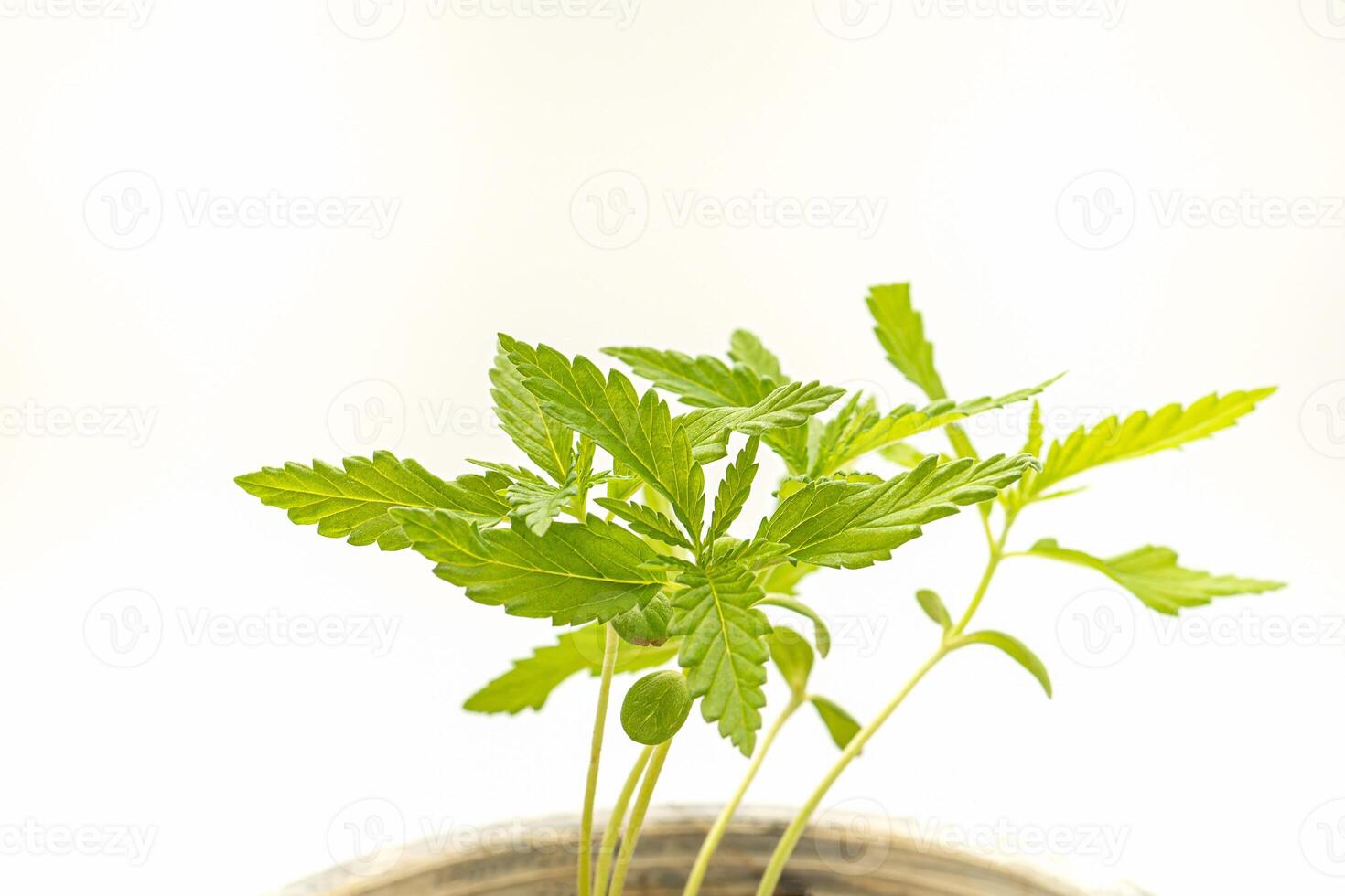 Cannabis seedling in a potted over a white background photo
