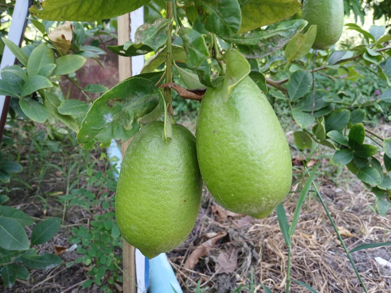Lime lemon fruit photo