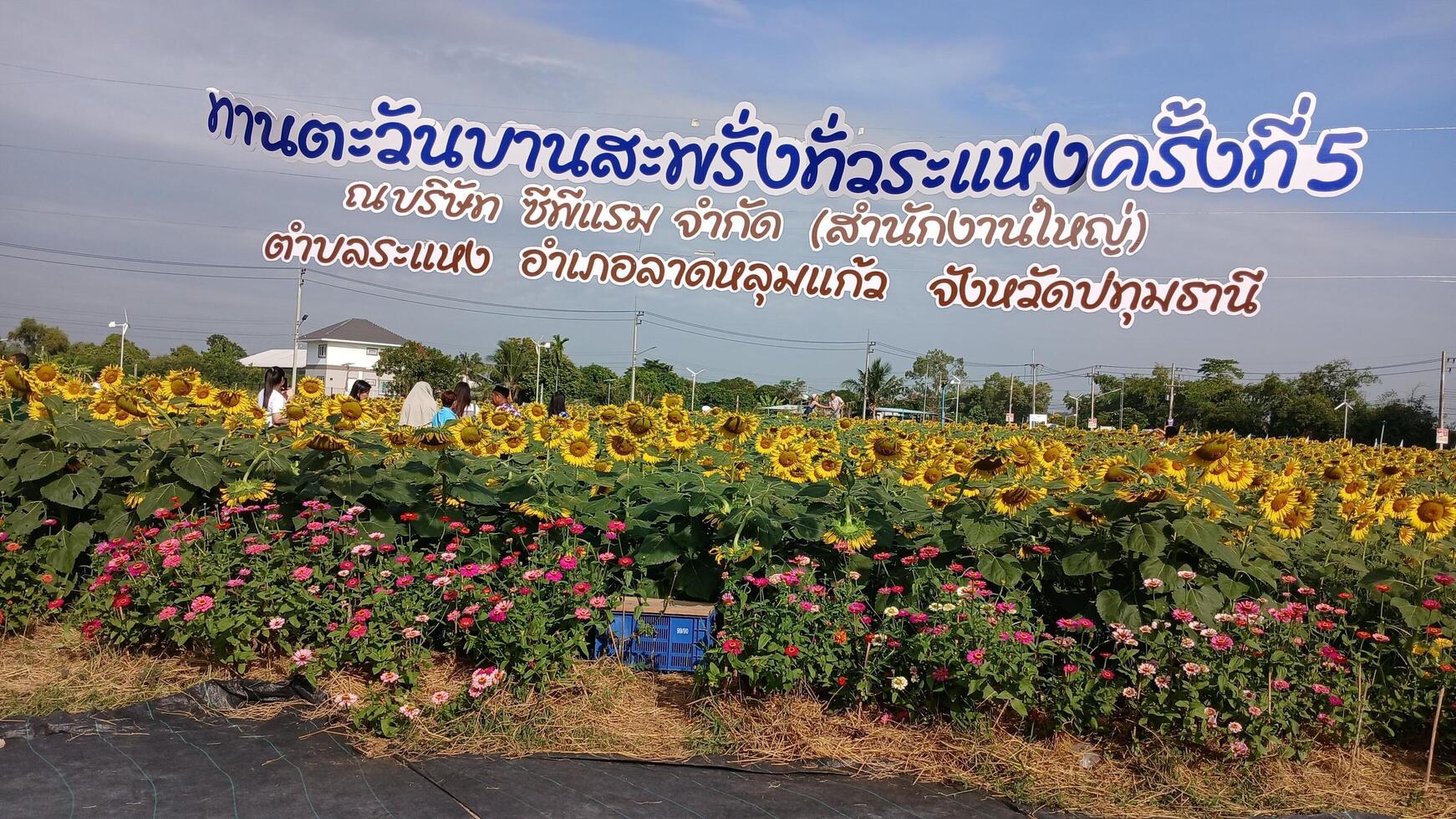 Yellow sunflowet field photo