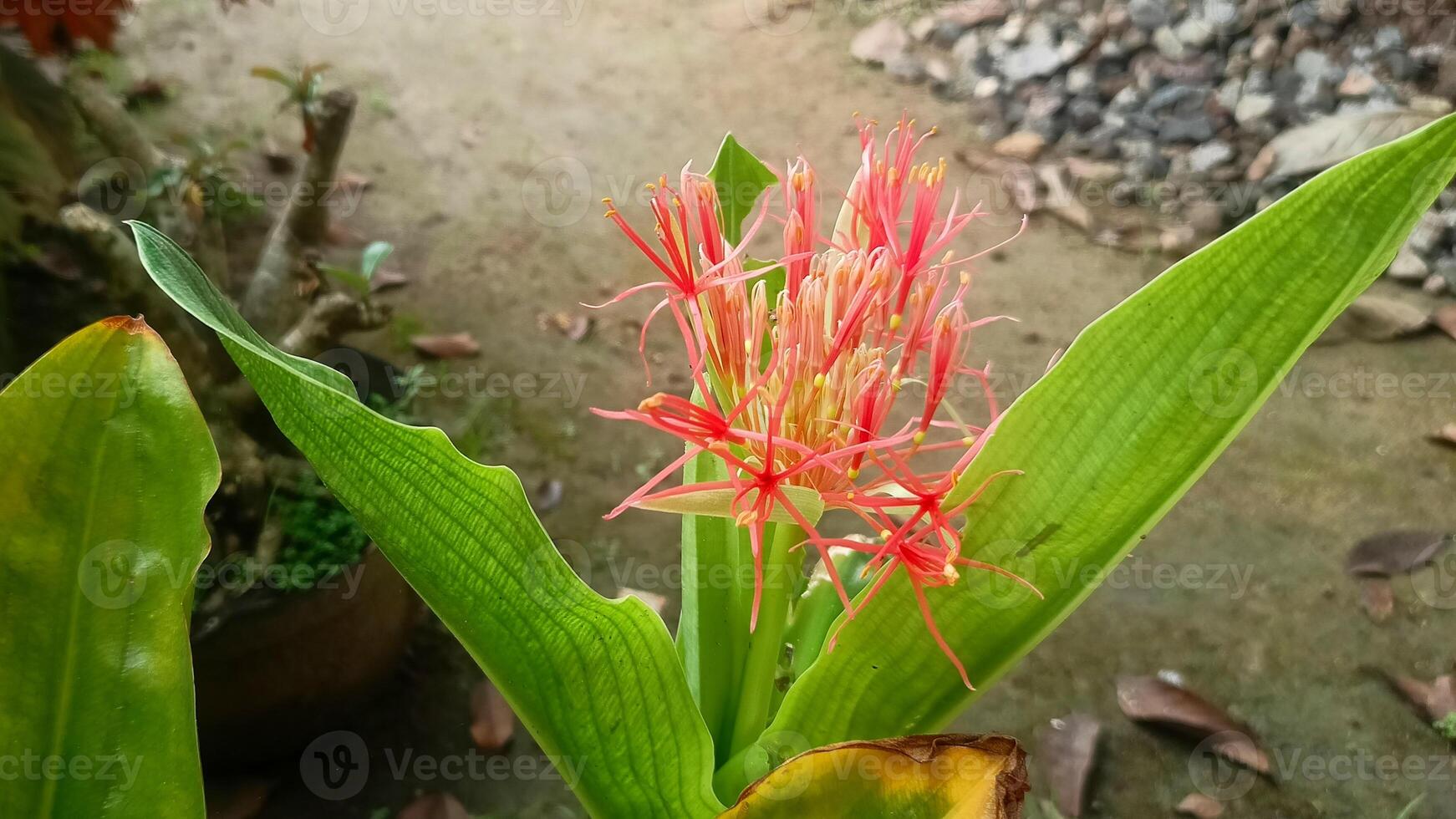 Plants, Asoka Flowers, Nature photo