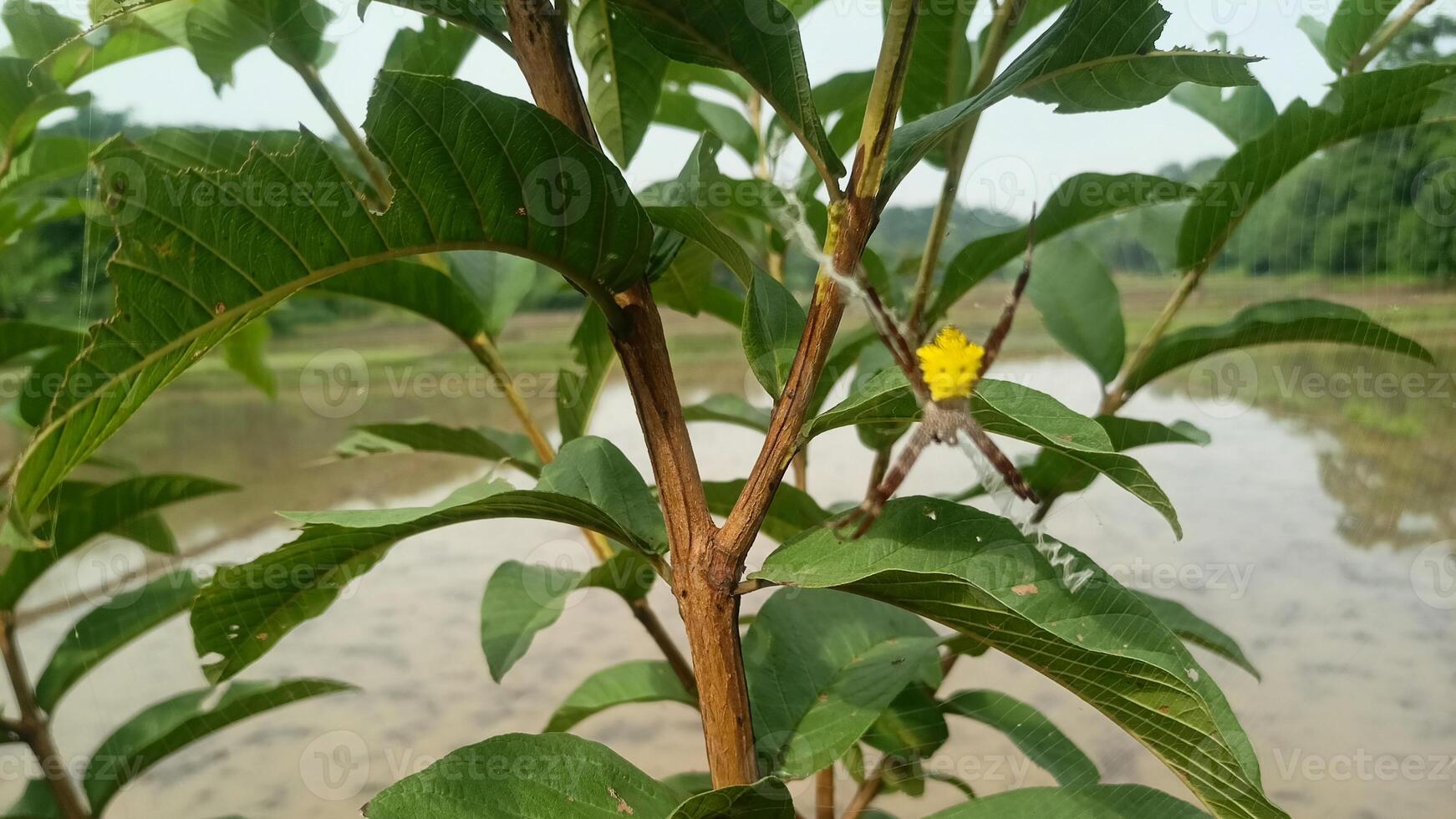 Spider on the tree photo