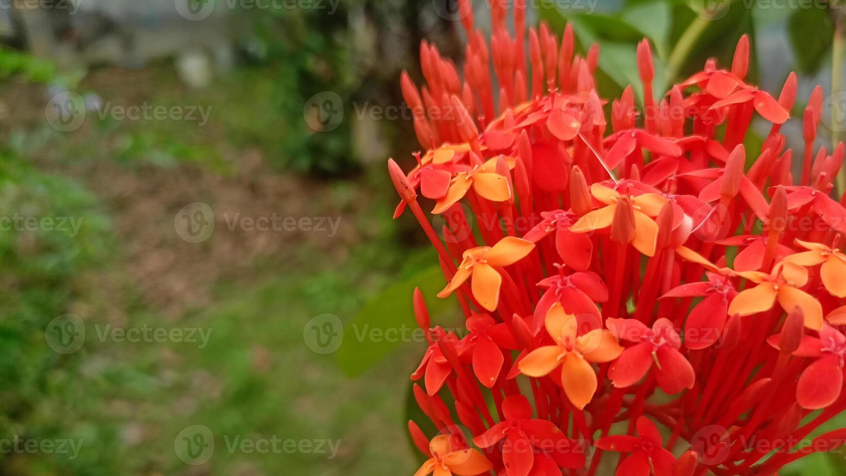 Flower Anthurium, Asoka flower, Bunga jarum, bunga Asoka, Ixora coccinea photo