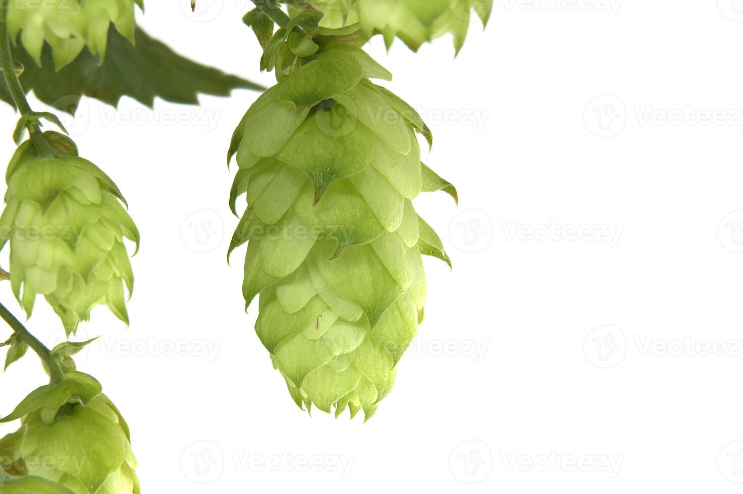 Close-up of fresh green hops on the vine isolated on white background photo