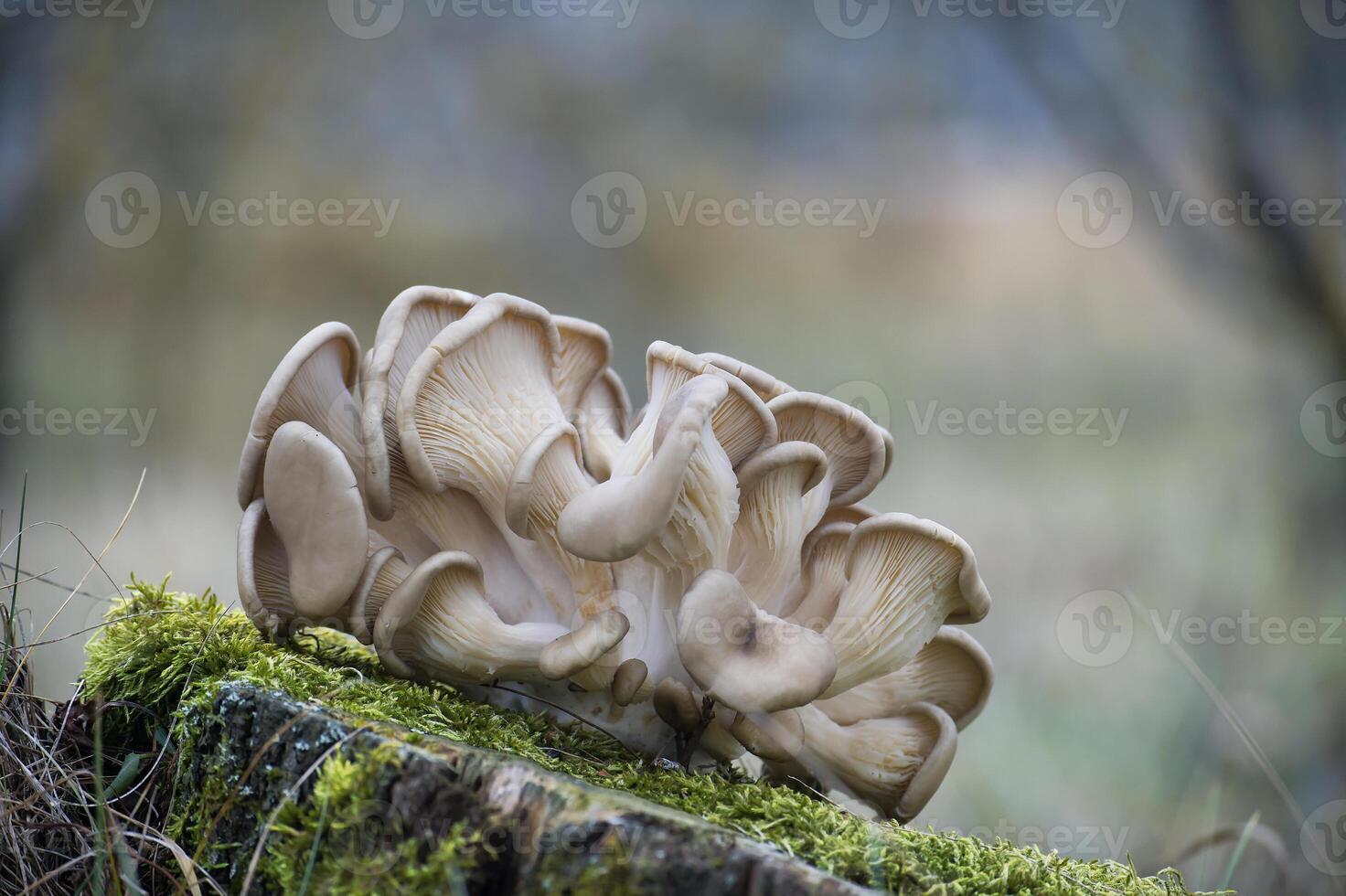 Close-Up of Oyster Mushrooms Growing on Moss-Covered Tree Stump in Nature photo