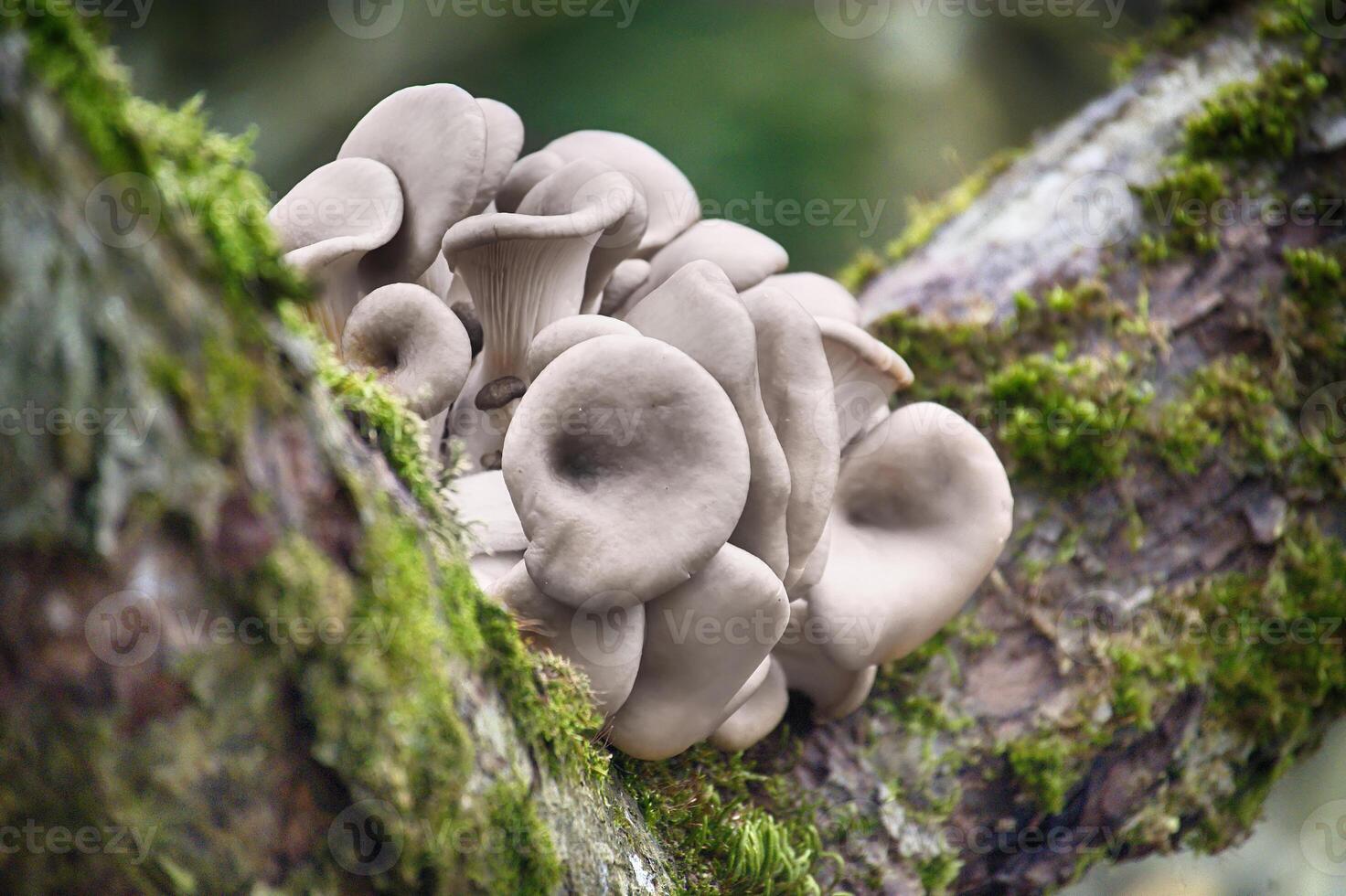 Cluster of Oyster Mushrooms Growing on Mossy Tree in Forest Environment photo