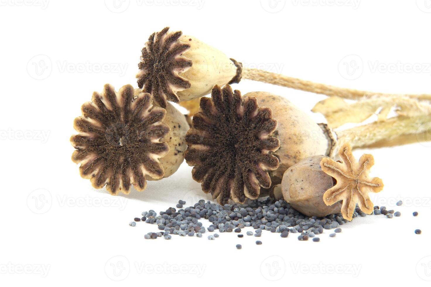 Close-Up of Poppy Pods and Seeds on a White Background photo