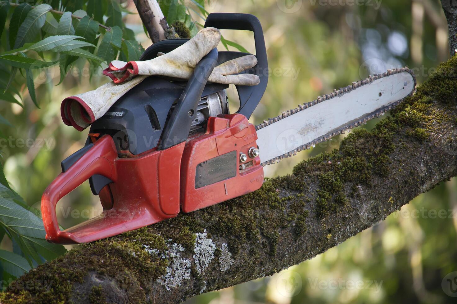 Red chainsaw and work gloves on a tree branch in a sunny outdoor setting photo