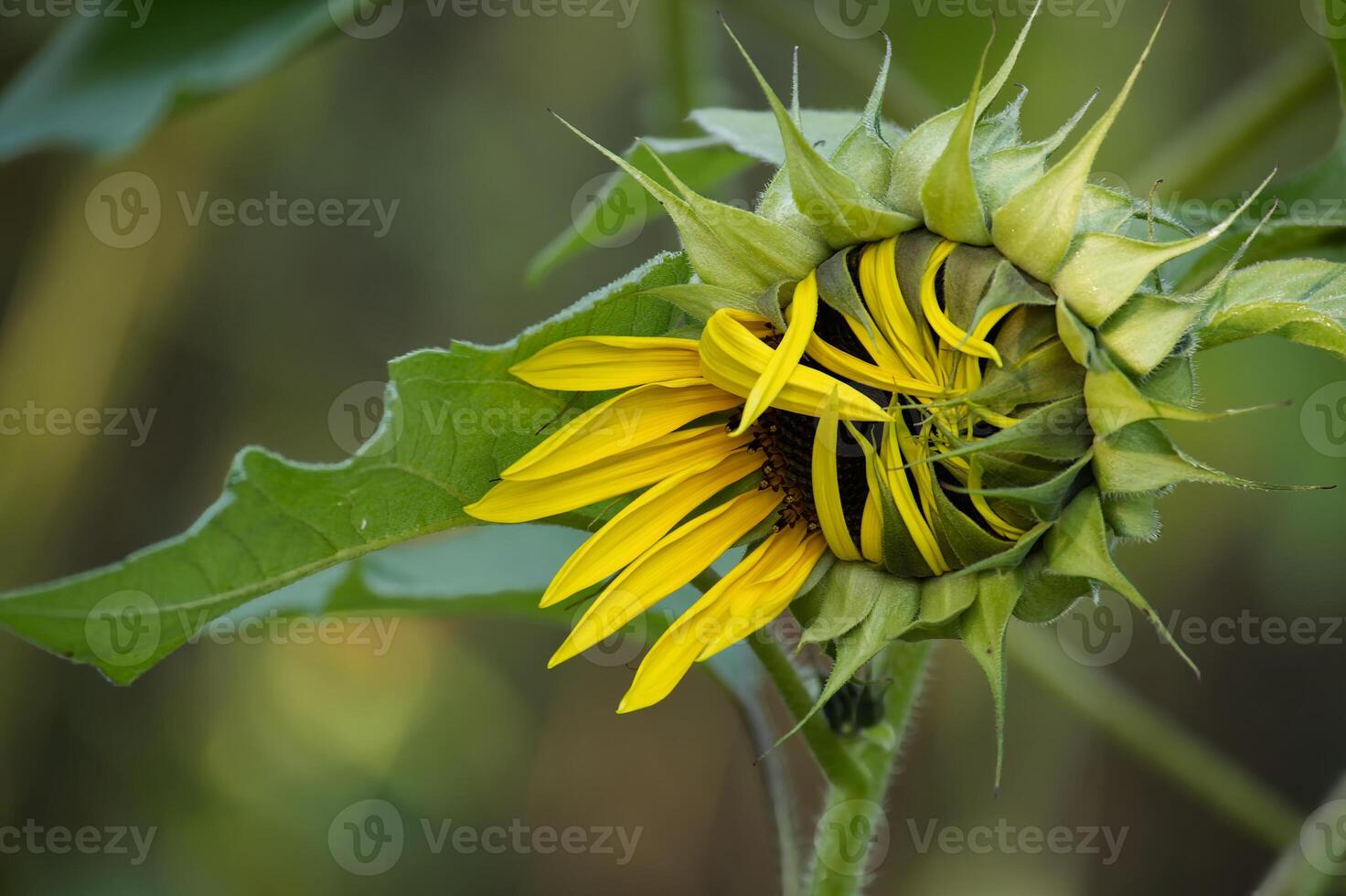Close-up of a sunflower bud partially opening, revealing vibrant yellow petals with green leaves photo