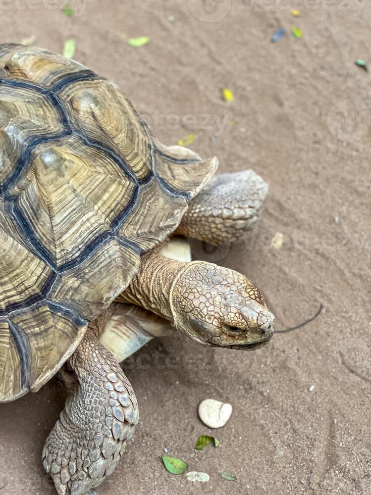 A large African spurred tortoise or Centrochelys sulcata with a patterned shell walks on a sandy path in it's enclosure. photo