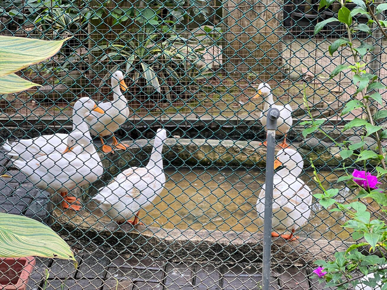 Five white ducks gather near a pond in a fenced enclosure, surrounded by lush greenery and colorful flowers photo