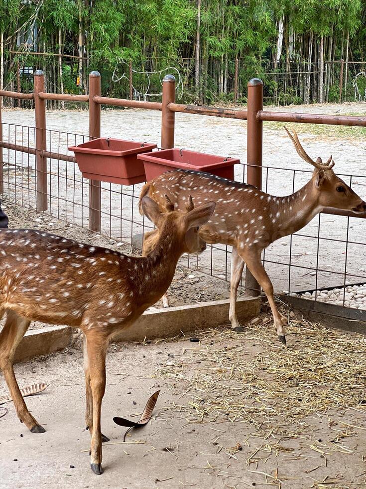 Two young deer with a reddish-brown coat and white spots stands in an enclosure at zoo or park. The deer is leaning against a metal fence, looking out at the surrounding area. photo