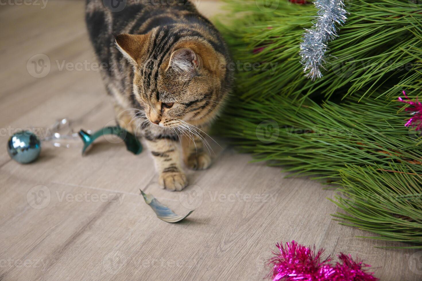 The cat filled up the Christmas tree for the New Year. Christmas tree toys were broken. photo