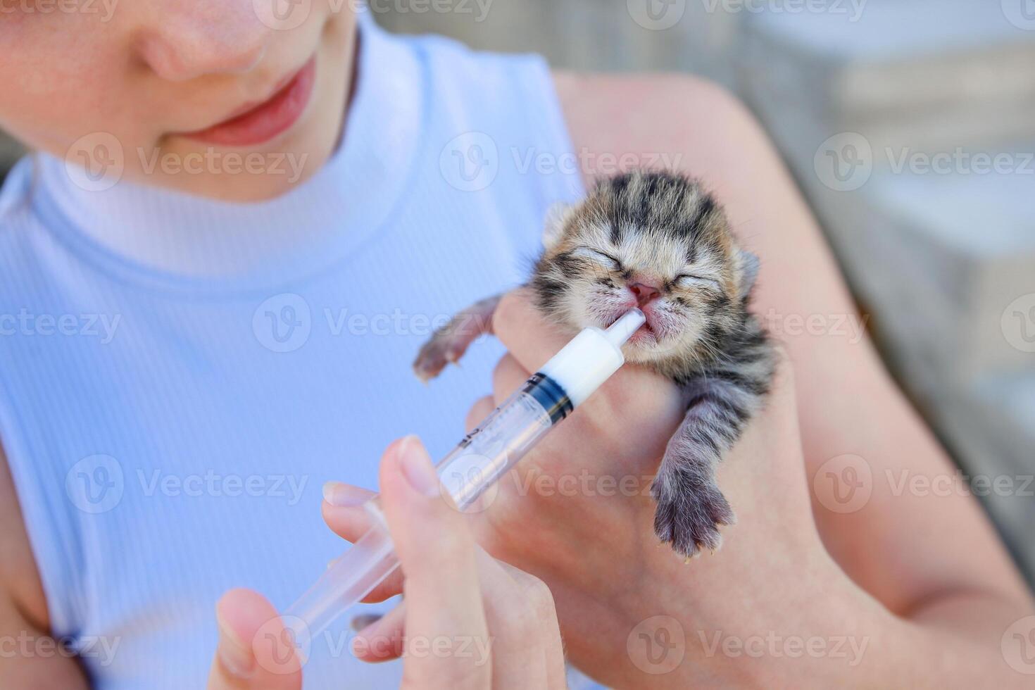 A newborn kitten drinks milk from a syringe. Artificial feeding. photo