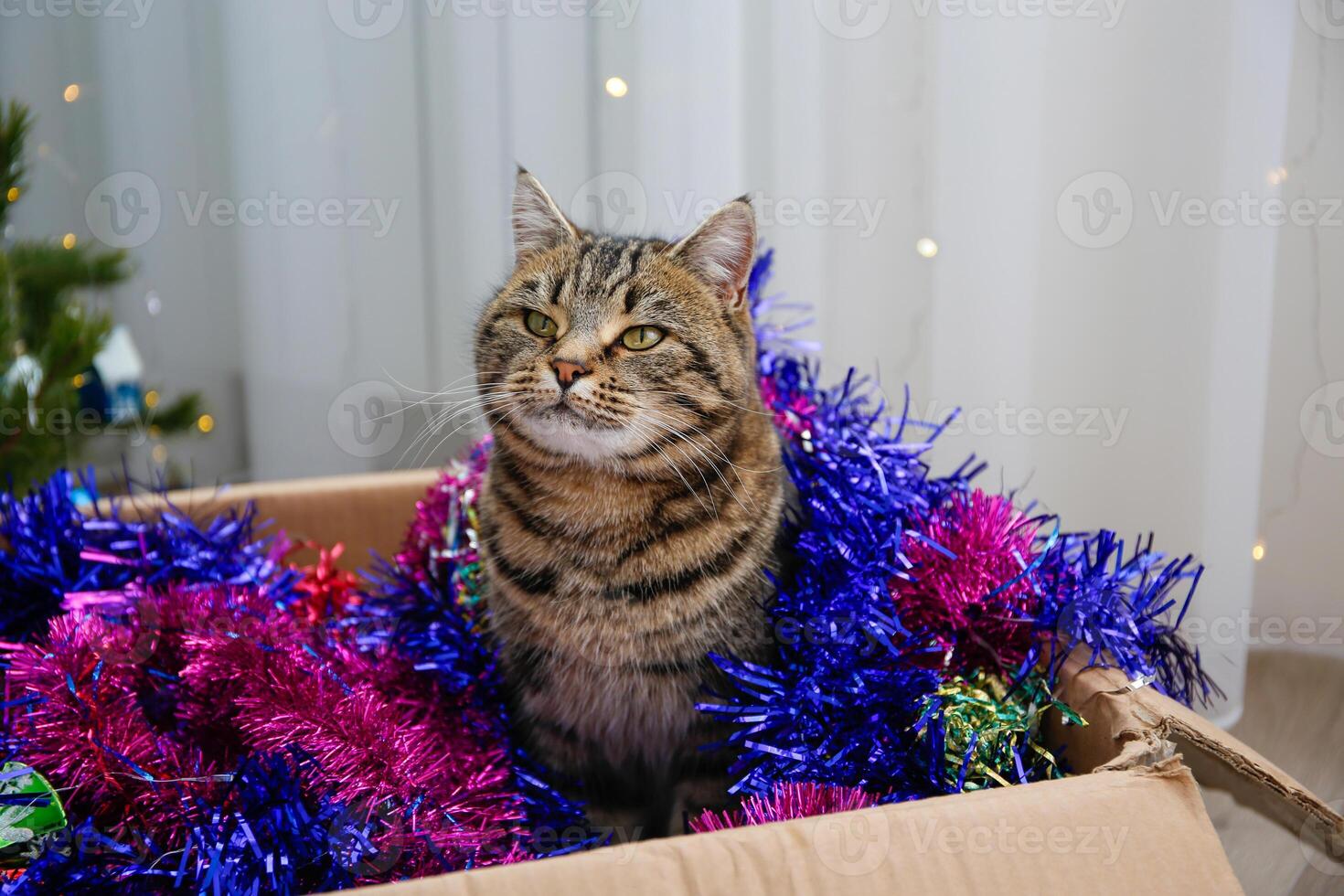 A pet cat in a box with Christmas toys and decorations. photo