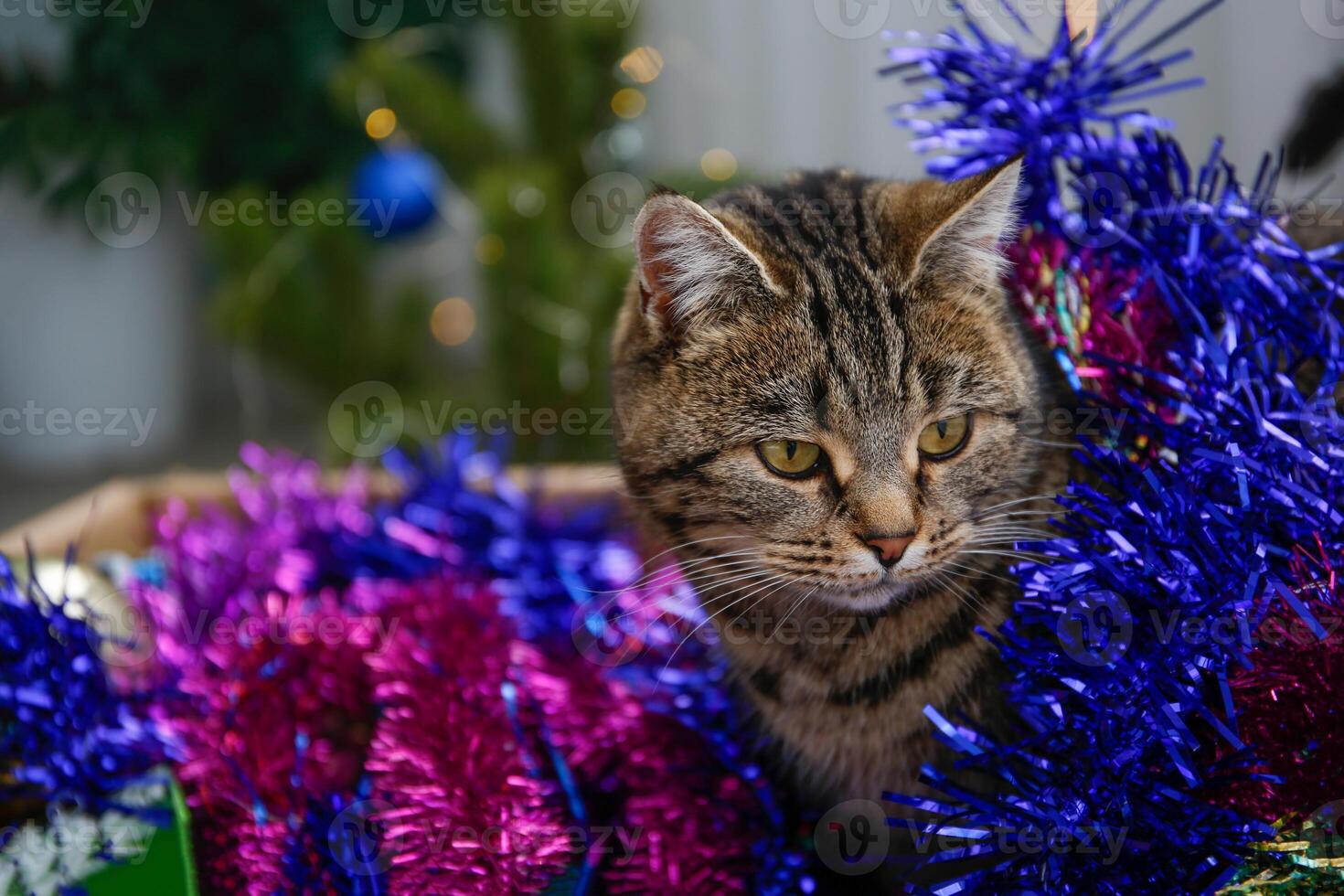 A pet cat in a box with Christmas toys and decorations. photo