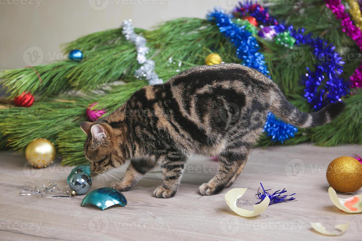 The cat filled up the Christmas tree for the New Year. Christmas tree toys were broken. photo