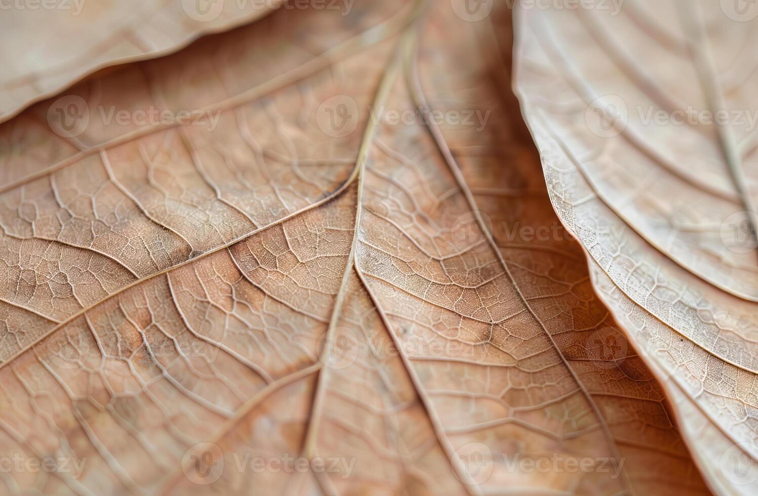 Beige Aesthetic Dried Leaves Delicate Background. Soft Wallpaper Texture of Transparent Macro Paper Leaves. photo