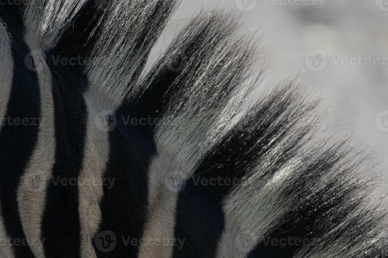 Zebra Mane Close-up Africa Wildlife. Detailed texture of a zebra's mane, showcasing its unique pattern and hairs, likely photographed in African savanna for wildlife documentation. photo