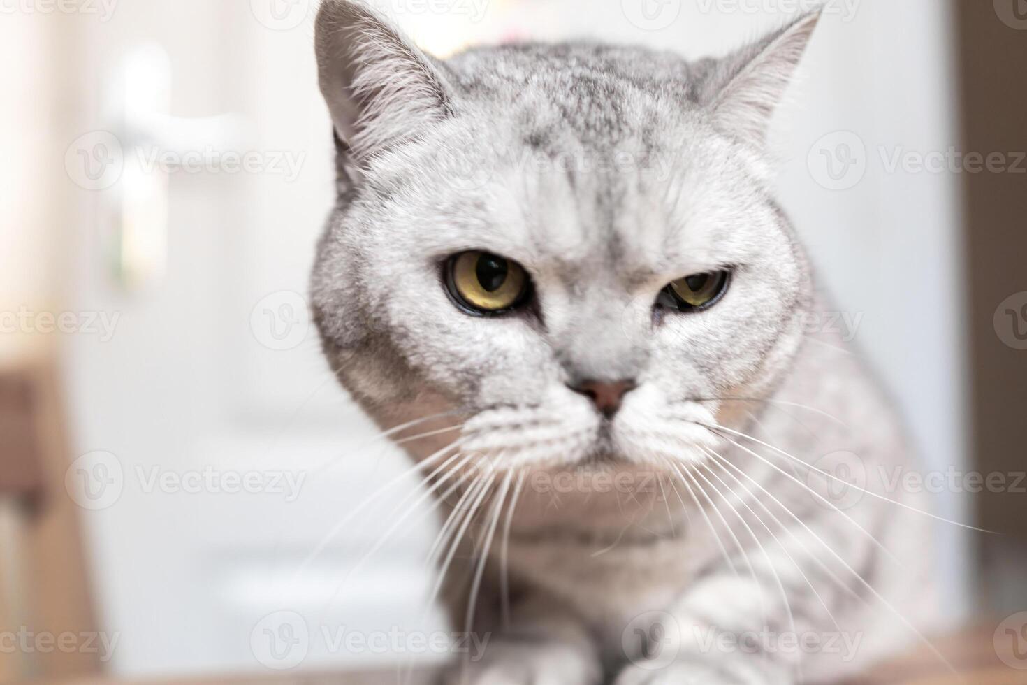 Cat, Indoor, Portrait - A close-up portrait of a silver tabby cat sitting indoors with a serious expression. photo