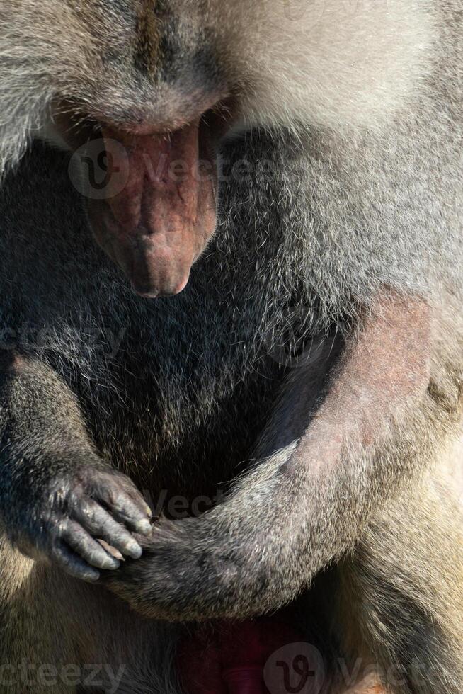 Baboon Portrait Zoo Animal Closeup. A hamadryas baboon stares intensely at the camera, its long, gray fur and prominent snout visible. photo