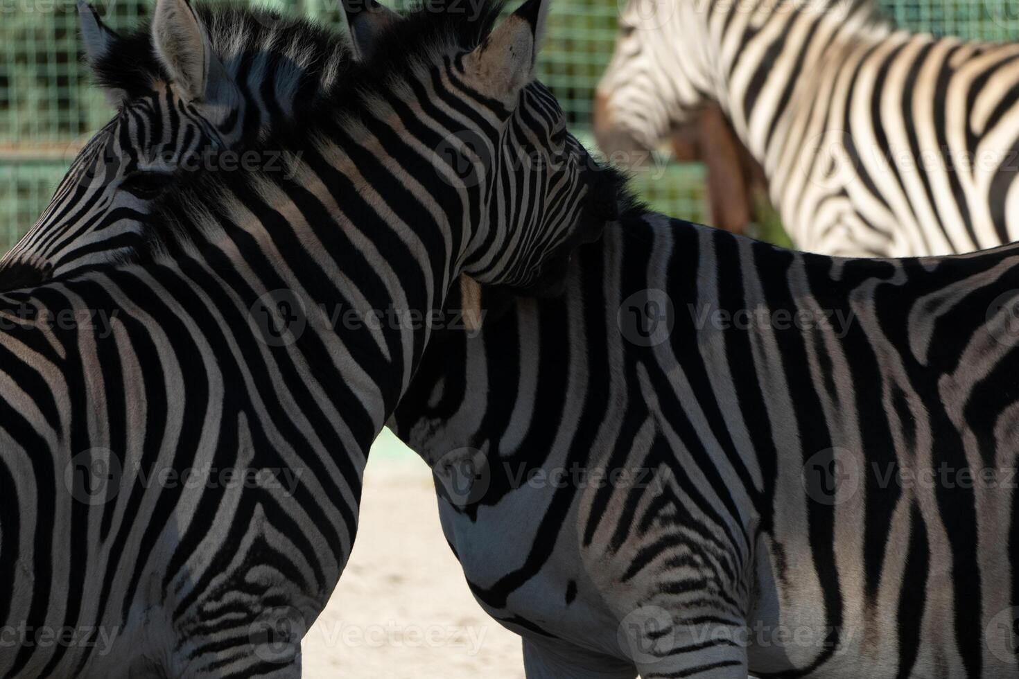 Zebras Zoo Enclosure Affection. Two zebras nuzzle affectionately in a zoo enclosure, likely for social bonding, daytime. photo