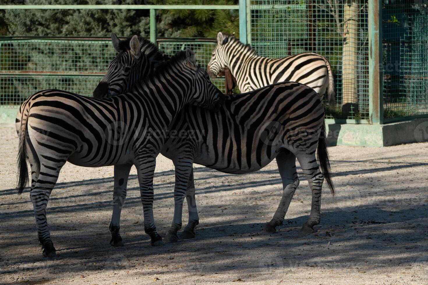 Zebras Zoo Enclosure - Three zebras stand within a fenced enclosure at a zoo. photo