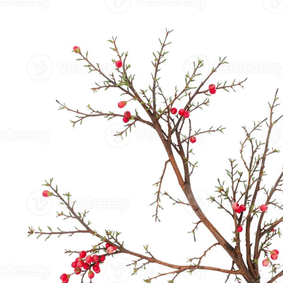 A branch with red berries on it png