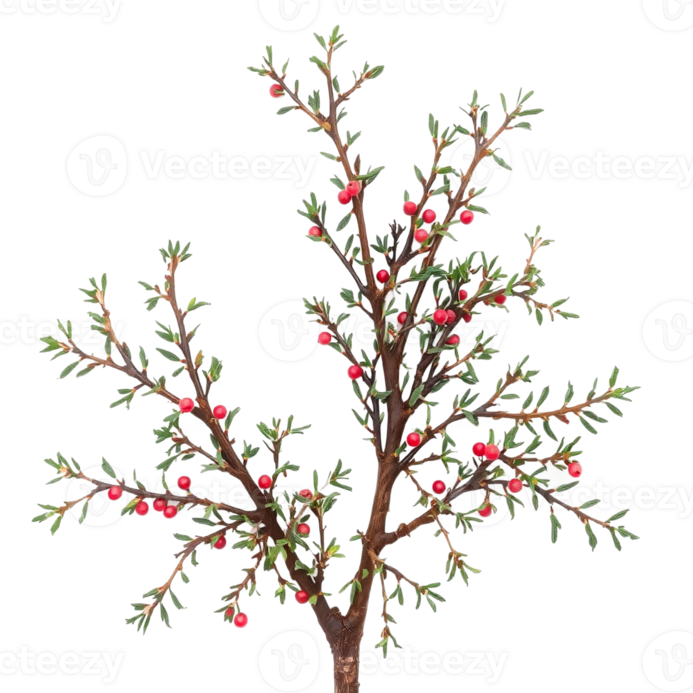 A small tree with red berries on it png