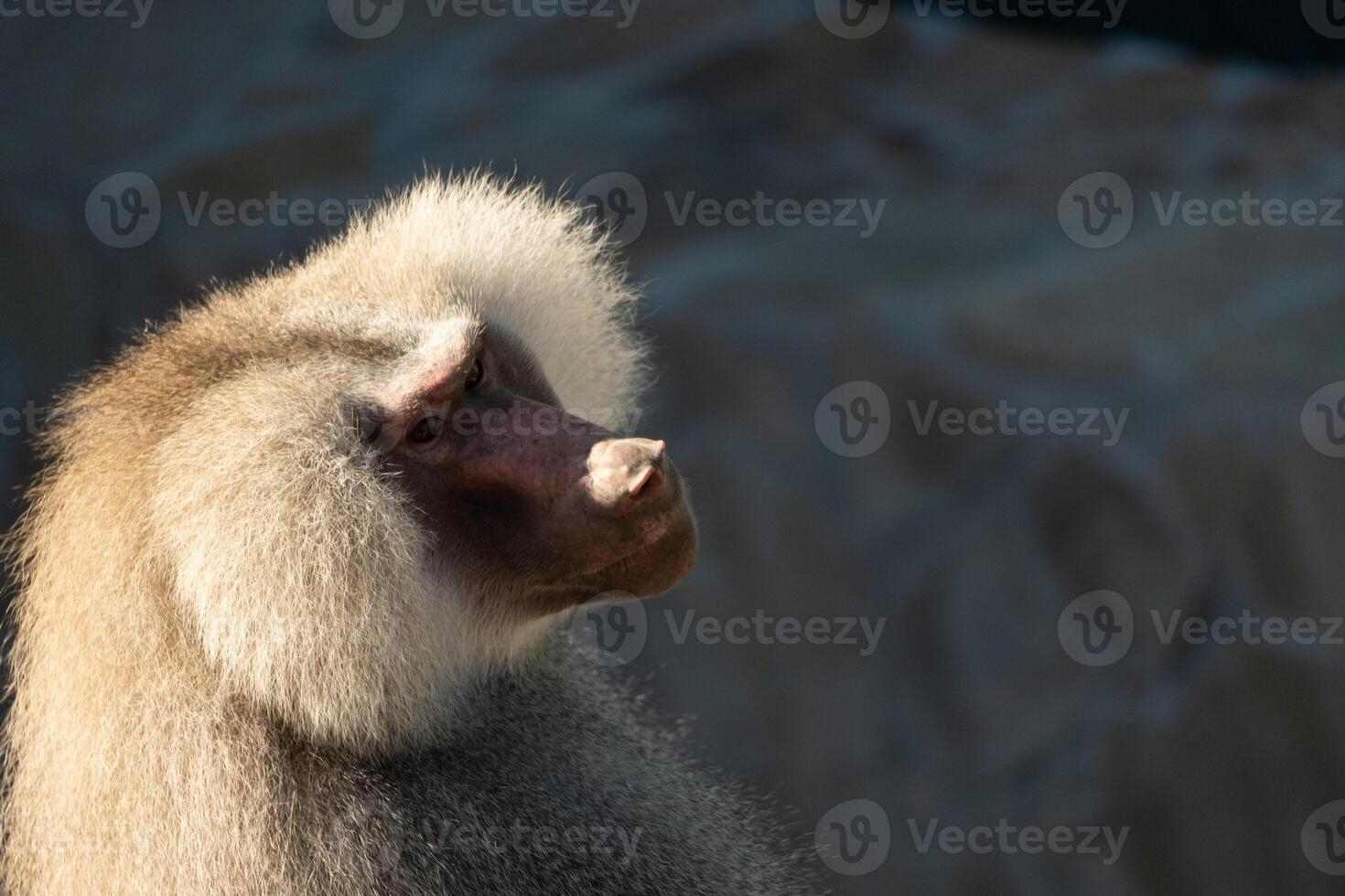 Baboon Portrait Zoo Animal Close-up photo