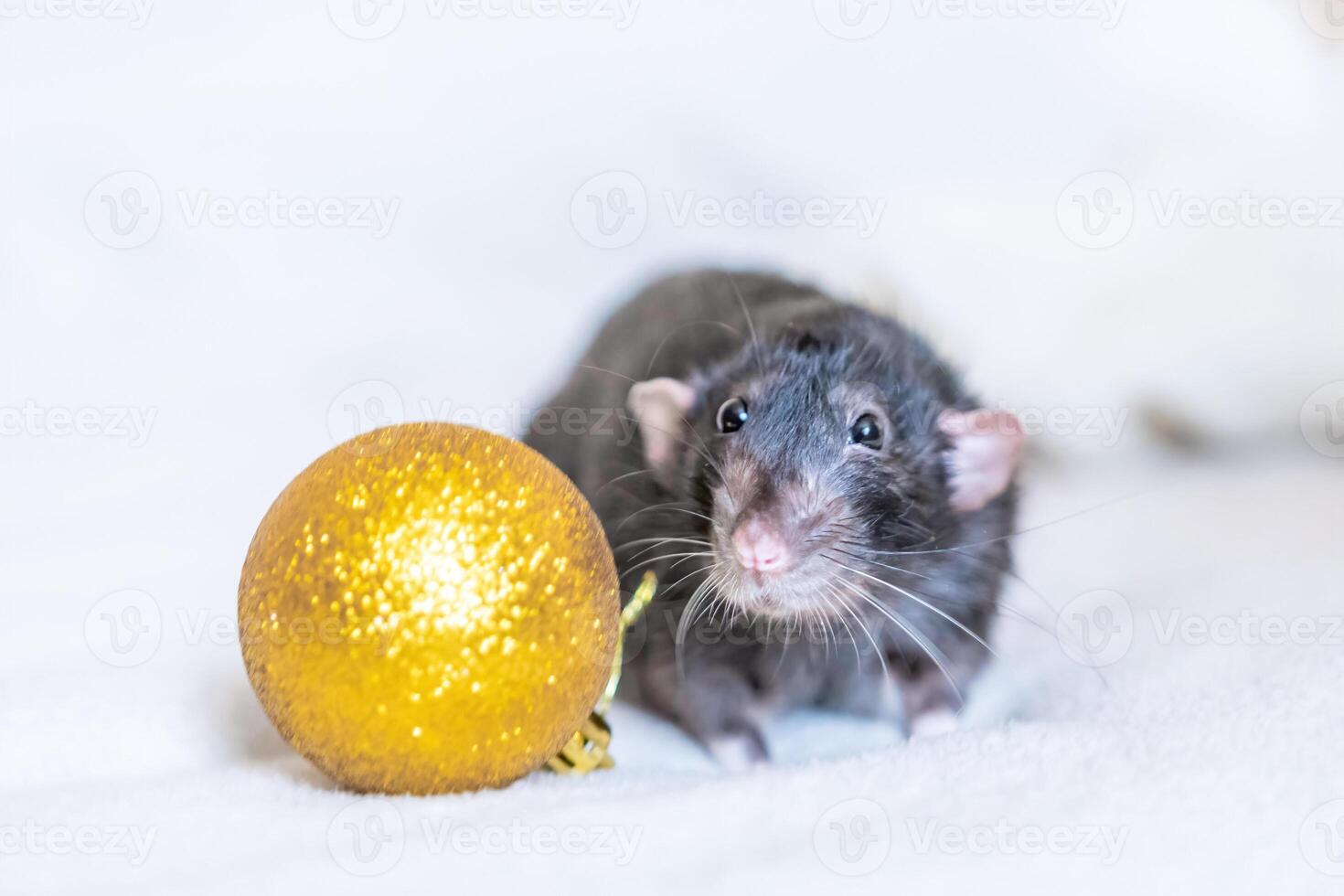 Rat, Christmas Ornament, New Year - Black rat with golden Christmas ornament on white background. photo