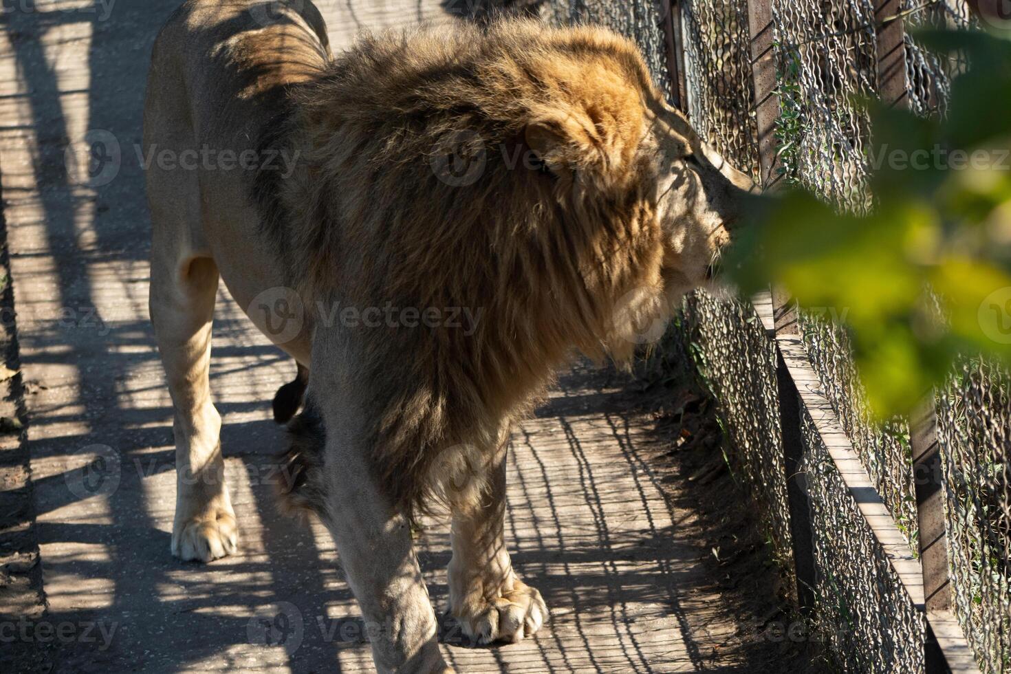 Lion, Enclosure, Wildlife - A majestic lion walks on a wooden platform in an enclosure. photo