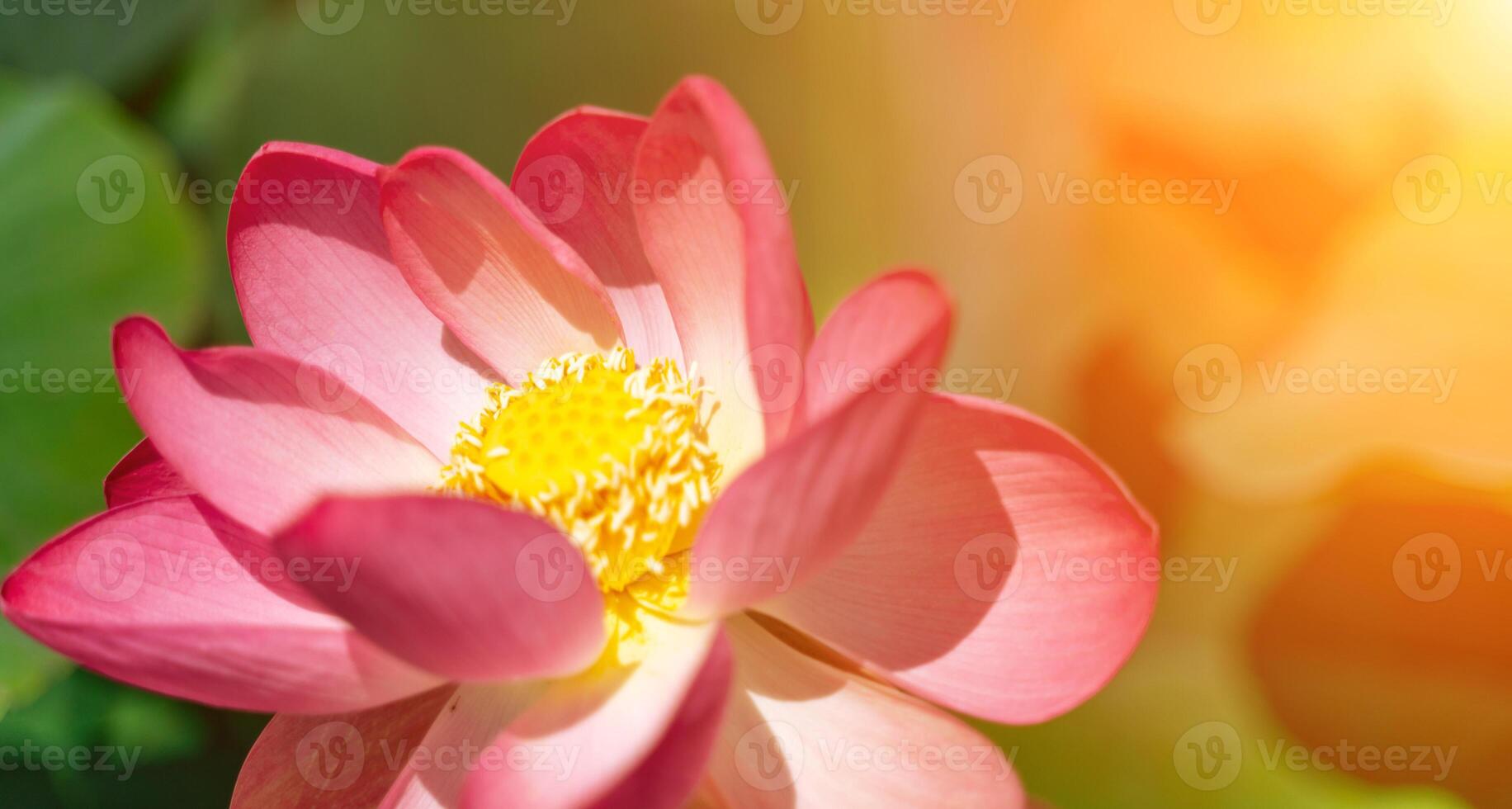 A pink lotus flower sways in the wind, Nelumbo nucifera. Against the background of their green leaves. Lotus field on the lake in natural environment. photo