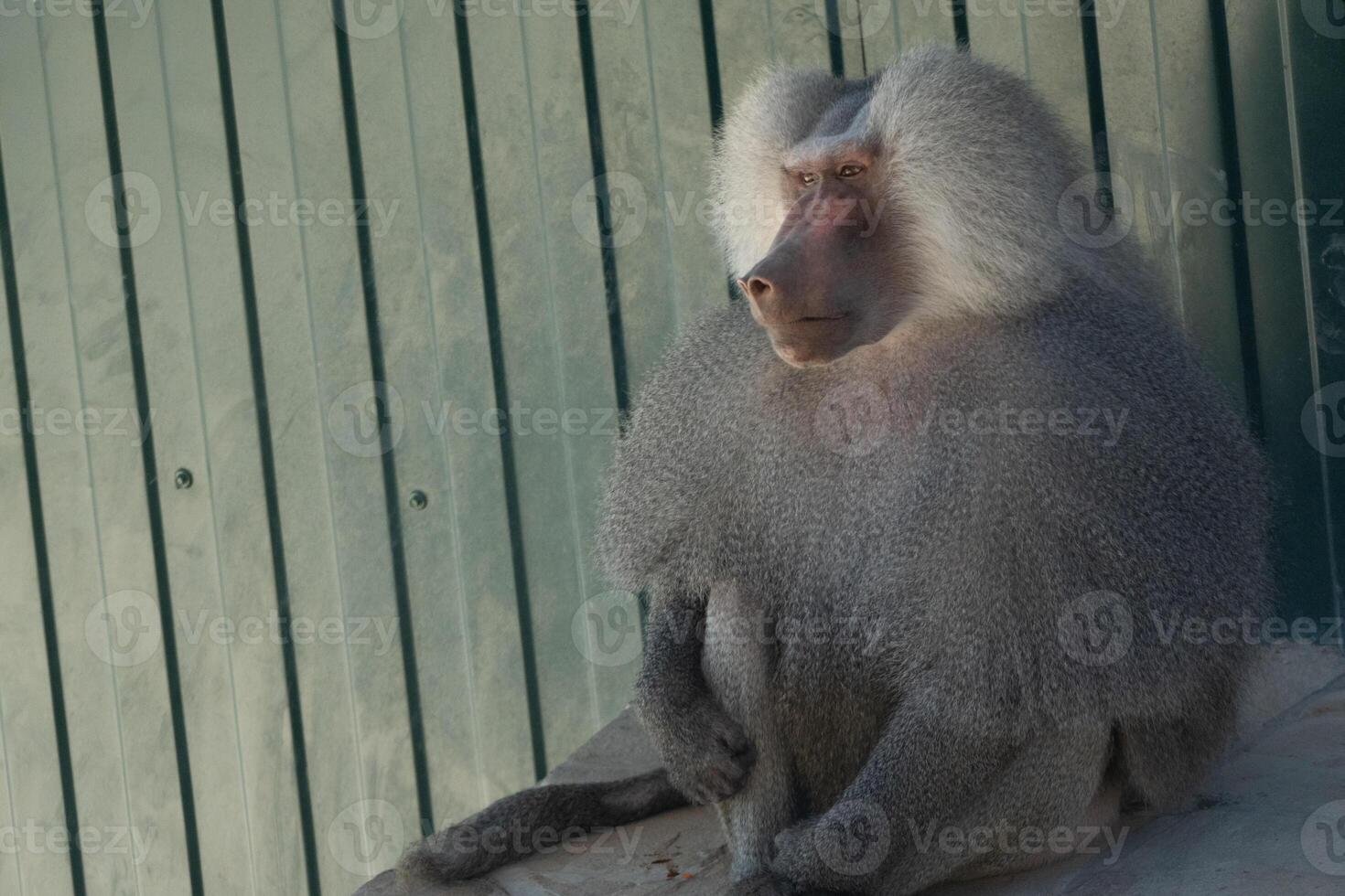 Baboon Zoo Animal Sitting Enclosure photo
