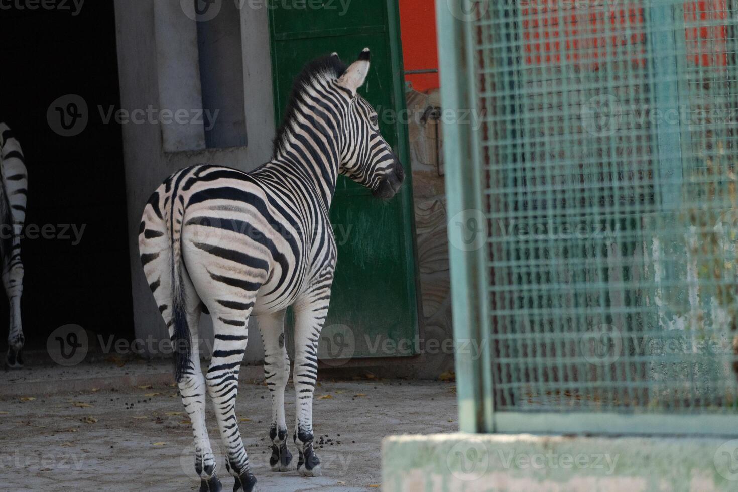 Zebras Zoo Enclosure Captivity. A single zebra stands in its enclosure at a zoo, likely for conservation and exhibition purposes. photo