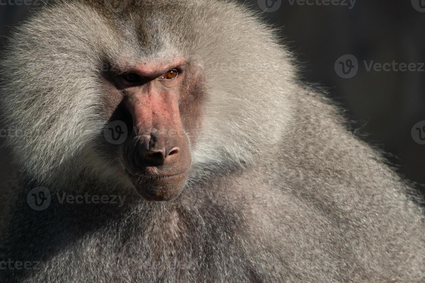 Baboon Portrait Zoo Animal Closeup. A hamadryas baboon stares intensely at the camera, its long, gray fur and prominent snout visible. photo