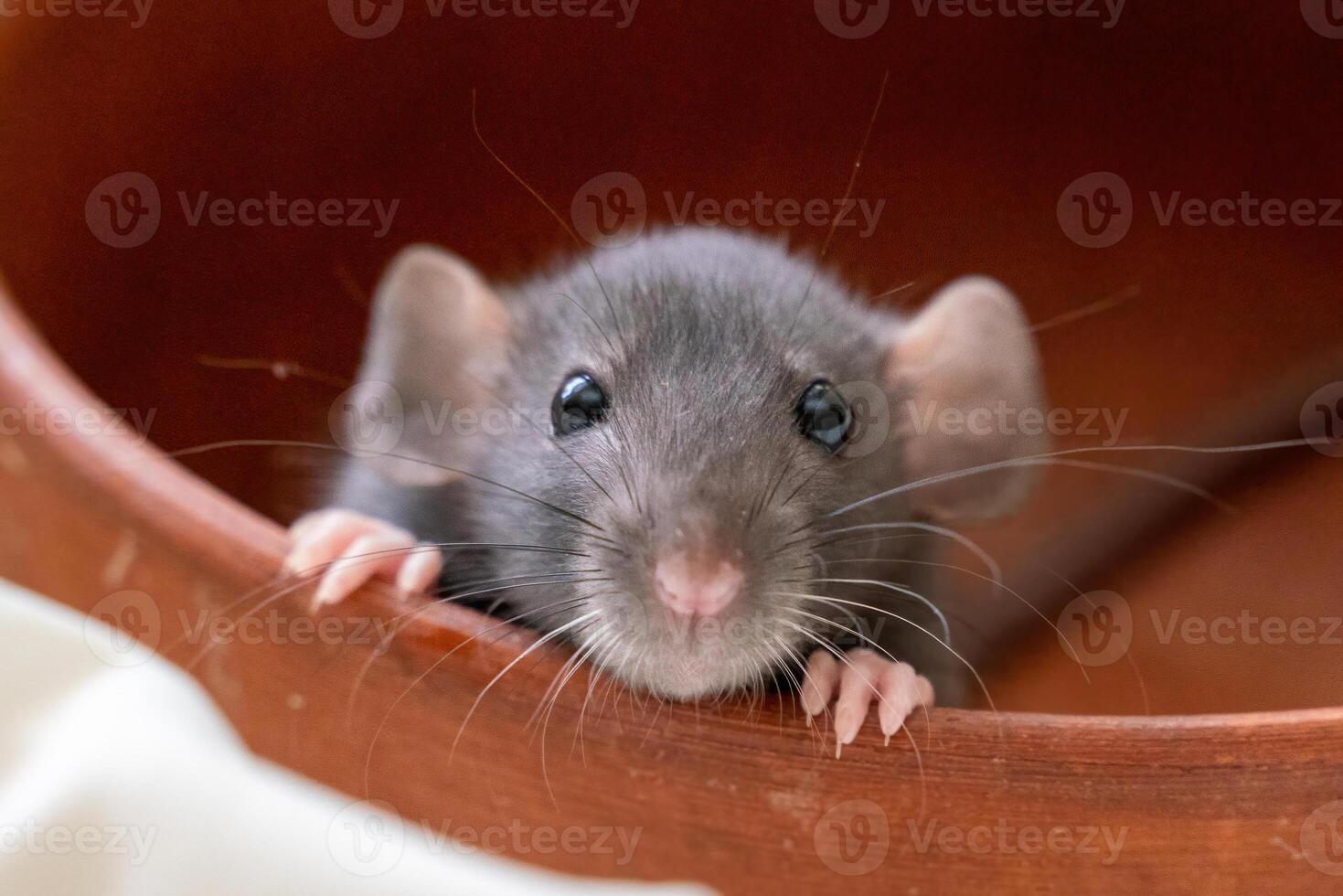 The head of a gray Dumbo rat on a white background, she sits in a clay plate and looks out, putting her front paws on the edge photo