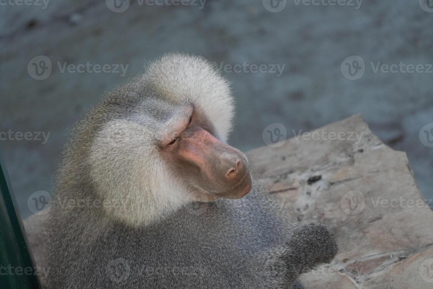 Baboon Zoo Animal Close-up - A baboon sits on a wooden platform at the zoo. photo
