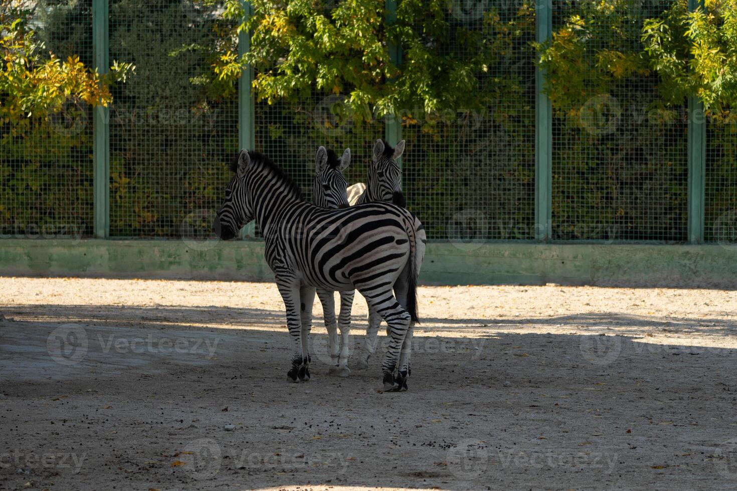 Zebras Zoo Enclosure Africa. Two zebras standing in a zoo enclosure, likely Africa, daytime, for conservation and display. photo
