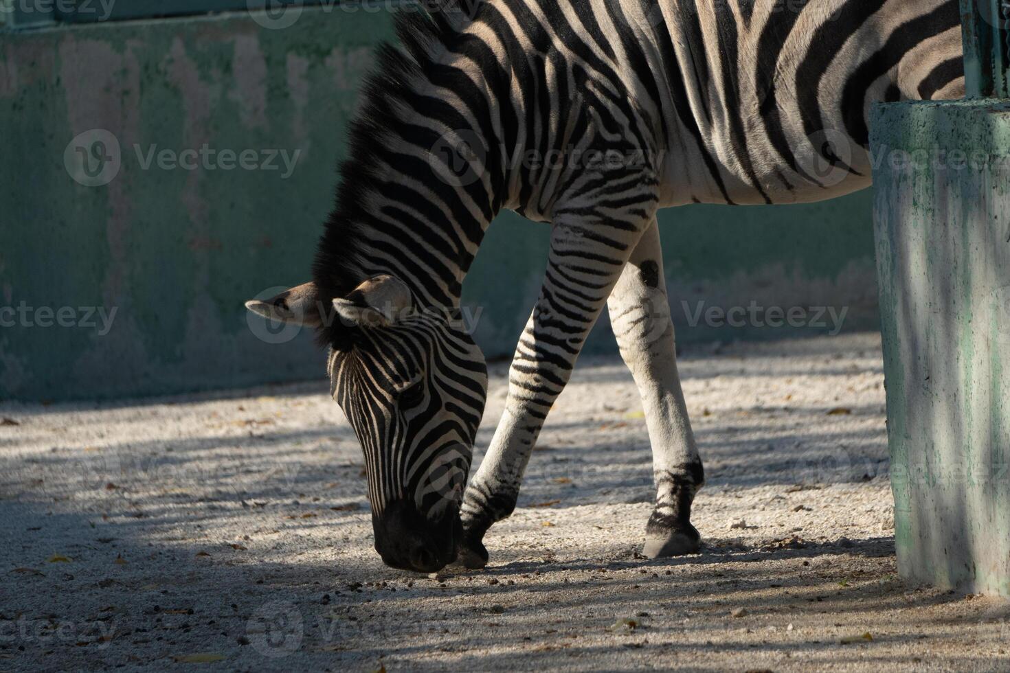 Zebra Grazing Zoo Enclosure Animal photo