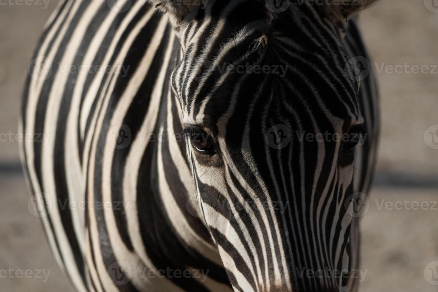Zebras Stripes Closeup Zoo Animal. Detailed portrait of a zebra at a zoo, showcasing its distinctive stripes. Daytime observation for educational purposes. photo