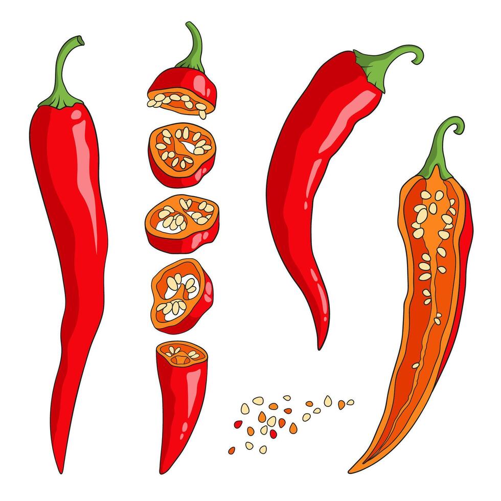Red Chile pepper cut into pieces lengthwise and crosswise, spicy cayenne pepper with seeds, illustration vector