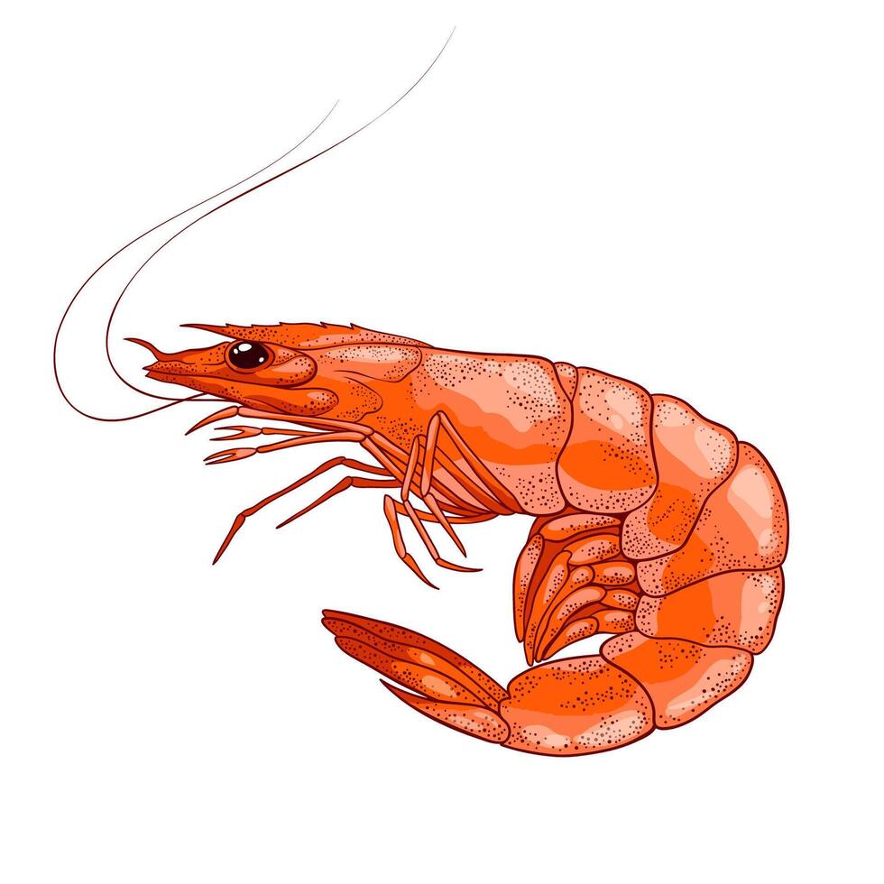 Fresh shrimp. Ocean prawn high detailed . Food market product, healthy meal. Fresh seafood illustration vector