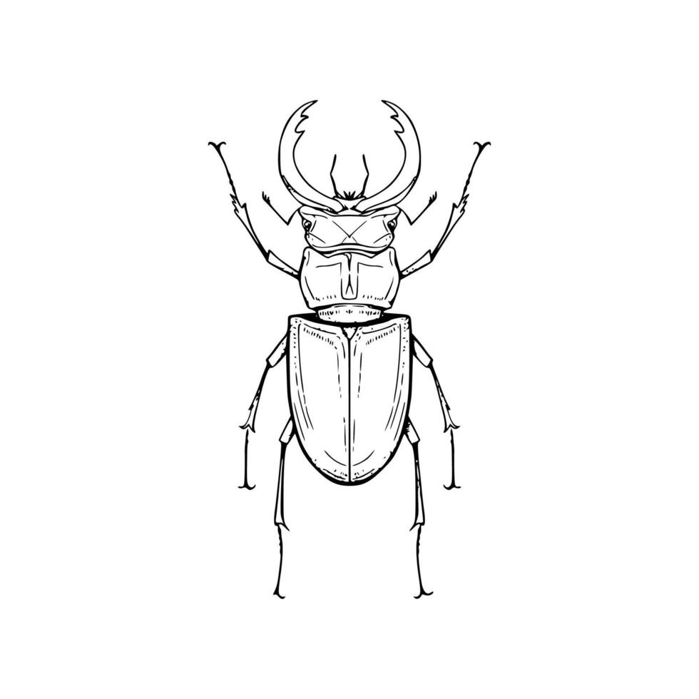 A drawing of a beetle on a white background vector