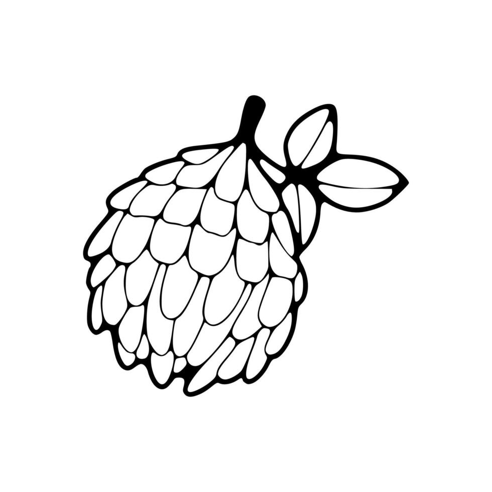 A black and white drawing of a fruit vector
