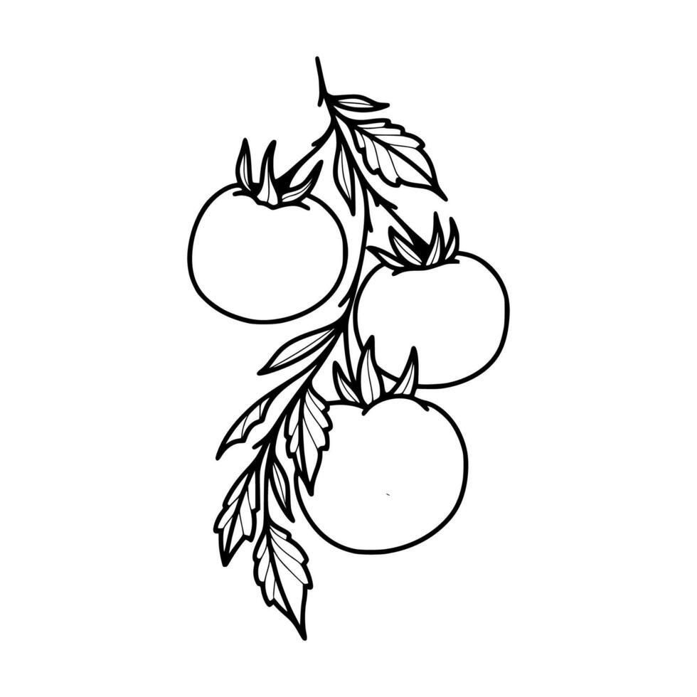 Tomatoes coloring pages vector