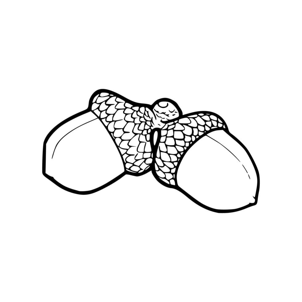 A drawing of two acorns on a white background vector