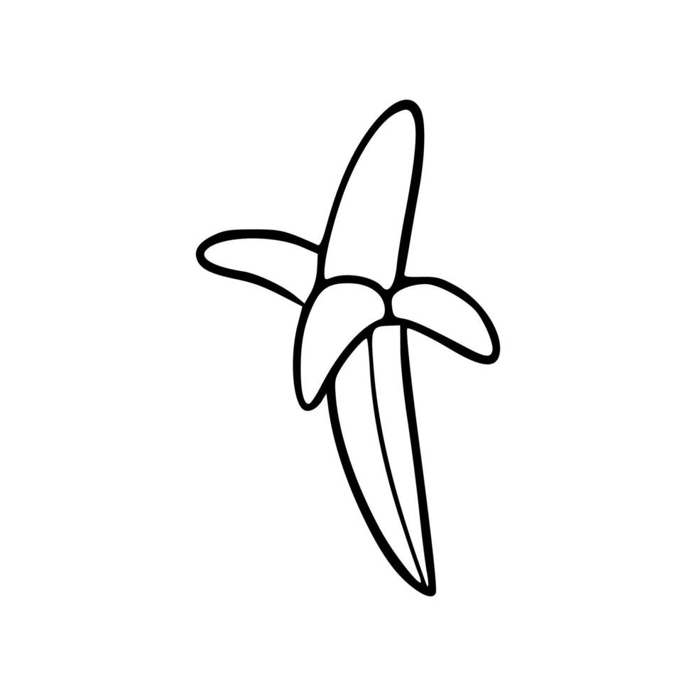 A black and white drawing of a banana vector