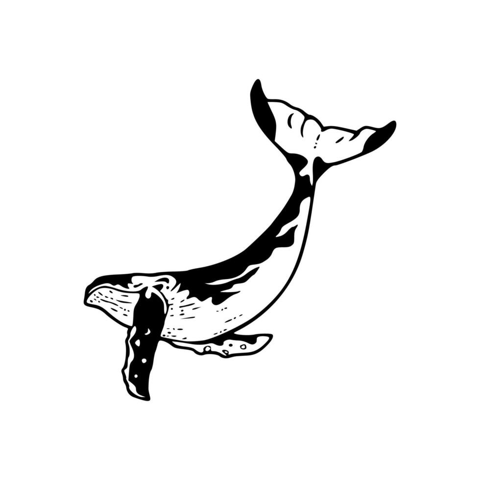 A whale is shown in black and white vector
