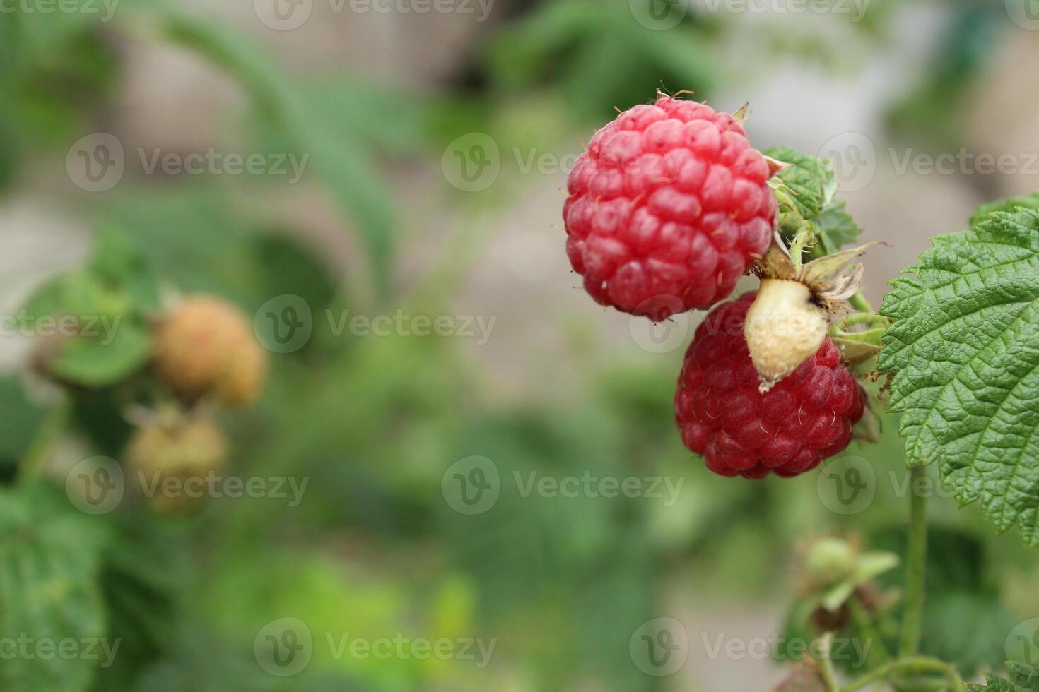 Ripe raspberries in summer. Summer raspberry picking season. Red berries photo